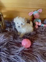 Eva, a female Maltese and Mal Shi for sale in Crossville, TN – 5 of 5