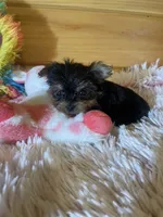 Sara, a female Yorkshire Terrier for sale in Crossville, TN – 2 of 6