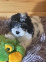 Gator , a male Yorkipoo and Yorkshire Terrier for sale in Crossville, TN – 5 of 6