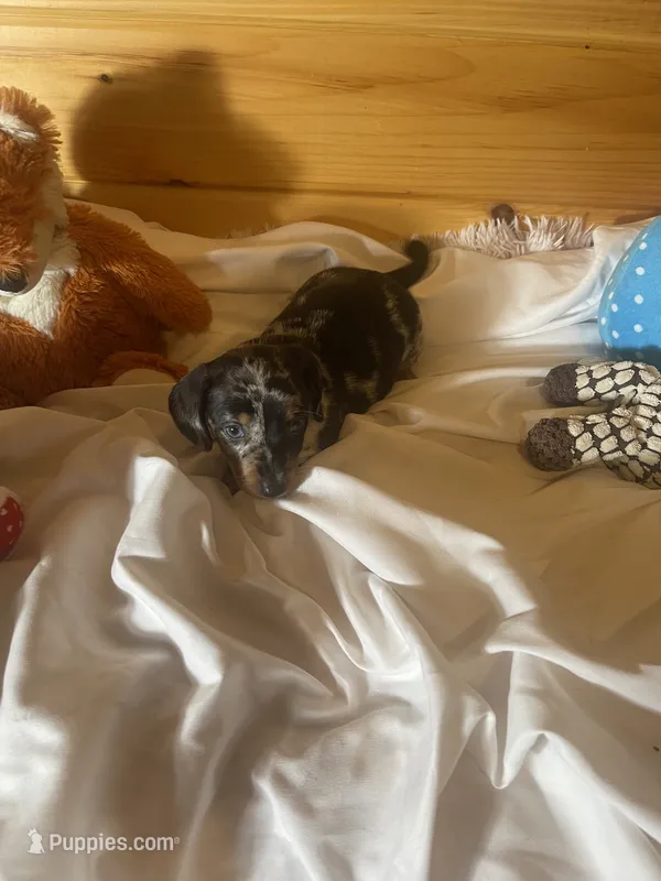 Dagger – Miniature Dachshund puppy for sale in Crossville, TN