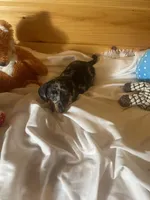 Dagger, a male Miniature Dachshund for sale in Crossville, TN – 1 of 7