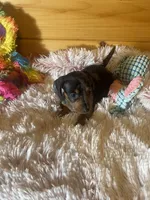 Trish, a female Miniature Dachshund for sale in Crossville, TN – 5 of 6