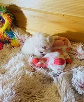 Marla, a female Maltese for sale in Crossville, TN – 4 of 6