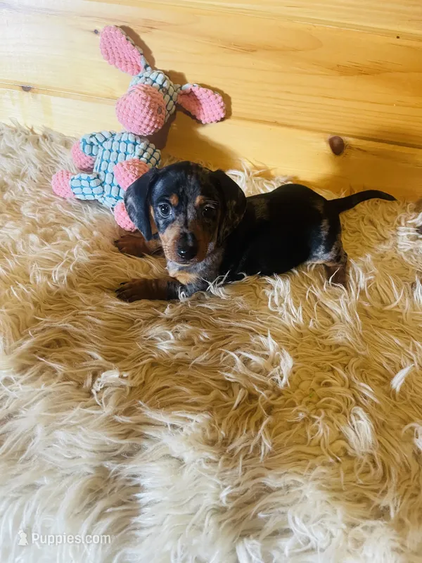 Trish – Miniature Dachshund puppy for sale in Crossville, TN
