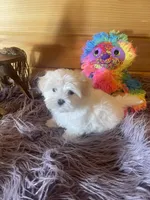 Heidi, a female Maltese and Mal Shi for sale in Crossville, TN – 1 of 6
