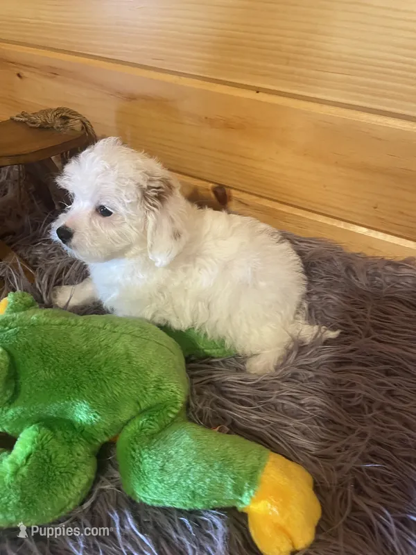 Max – Yorkipoo, Yorkshire Terrier puppy for sale in Crossville, TN