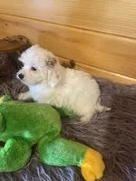 Max, a male Yorkipoo for sale in Crossville, TN – 2 of 7