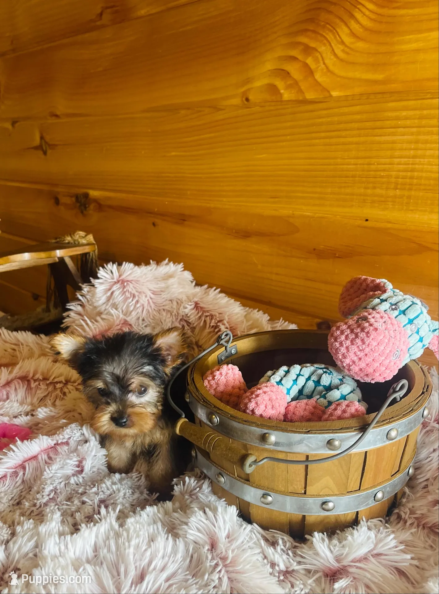 Missy, a female Yorkshire Terrier for sale in Crossville, TN – Photo 1 of 6