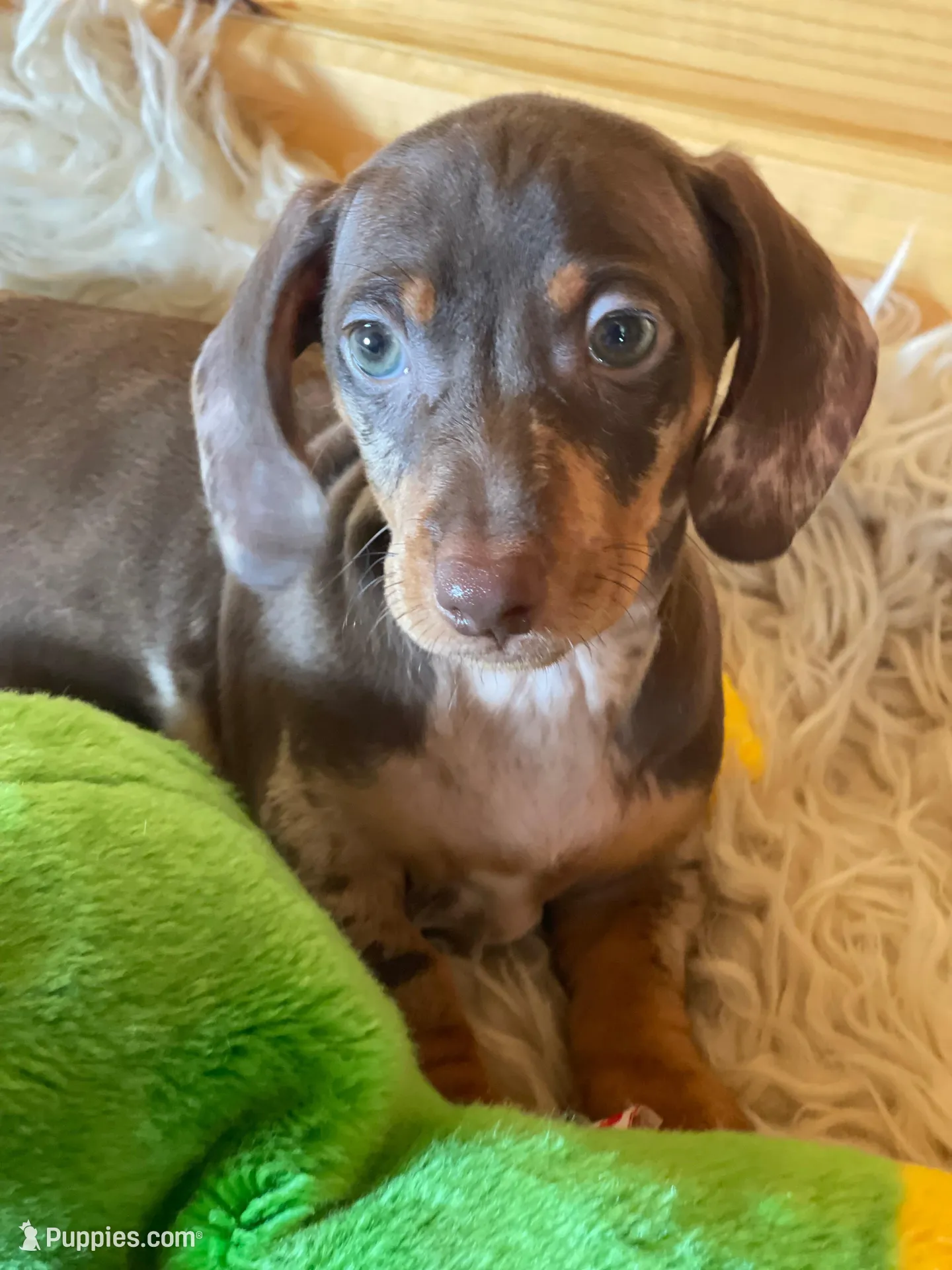 Radar , a male Miniature Dachshund for sale in Crossville, TN – Photo 2 of 8