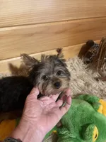 Howie, a male Yorkshire Terrier for sale in Crossville, TN – 8 of 8