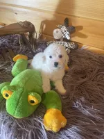 Max, a male Yorkipoo and Yorkshire Terrier for sale in Crossville, TN – 5 of 6