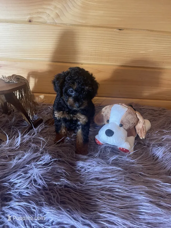 Pepe – Yorkipoo, Yorkshire Terrier puppy for sale in Crossville, TN