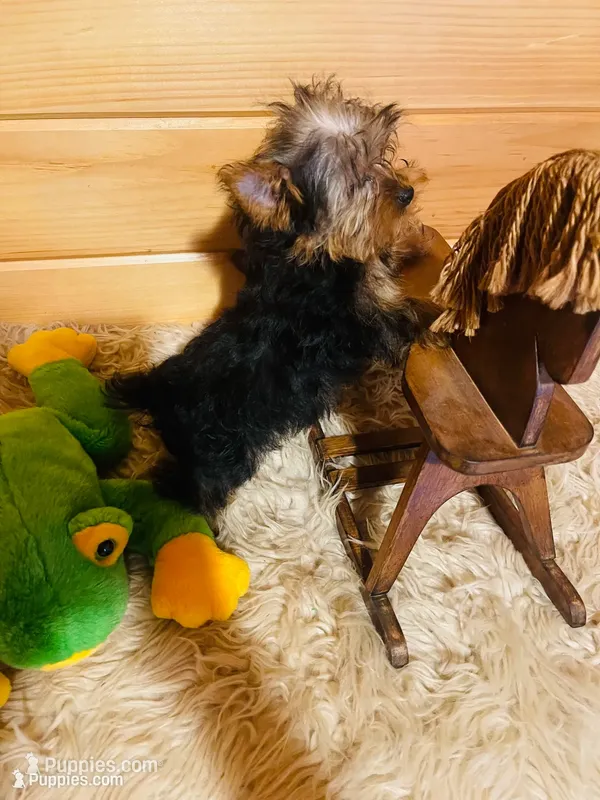 Howie – Yorkshire Terrier puppy for sale in Crossville, TN
