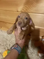Devon, a male Miniature Dachshund for sale in Crossville, TN – 4 of 9