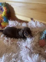Delilah, a female Miniature Dachshund for sale in Crossville, TN – 5 of 7