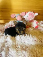 Holly, a female Yorkshire Terrier for sale in Crossville, TN – 6 of 8