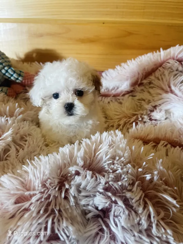 Misty – Maltipoo puppy for sale in Crossville, TN