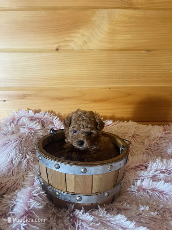 Lizzie – Maltipoo puppy for sale in Crossville, TN
