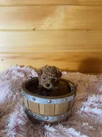Lizzie, a female Maltipoo for sale in Crossville, TN – 1 of 7
