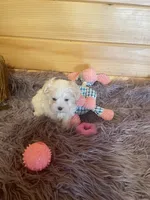 Eva, a female Maltese and Mal Shi for sale in Crossville, TN – 3 of 5