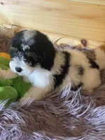 Gator , a male Yorkipoo and Yorkshire Terrier for sale in Crossville, TN – 4 of 6