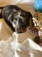 Dagger, a male Miniature Dachshund for sale in Crossville, TN – 2 of 7