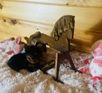 Holly, a female Yorkshire Terrier for sale in Crossville, TN – 5 of 8