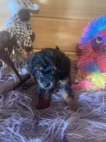 Pepe, a male Yorkipoo and Yorkshire Terrier for sale in Crossville, TN – 8 of 8