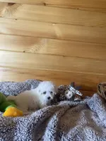 Patches, a male Maltipoo for sale in Crossville, TN – 3 of 6