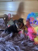 Duchess , a female Morkie for sale in Crossville, TN – 2 of 7