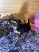 Duchess , a female Morkie for sale in Crossville, TN – 4 of 7