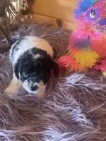 Sid, a male Yorkipoo and Yorkshire Terrier for sale in Crossville, TN – 3 of 6