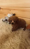 Rascal , a male Poodle - Toy  for sale in Crossville, TN – 4 of 5