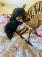 Holly, a female Yorkshire Terrier for sale in Crossville, TN – 4 of 8