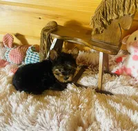 Holly, a female Yorkshire Terrier for sale in Crossville, TN – 2 of 8