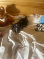 Dagger, a male Miniature Dachshund for sale in Crossville, TN – 7 of 7