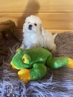 Max, a male Yorkipoo for sale in Crossville, TN – 4 of 7