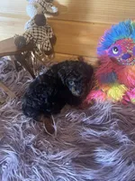 Pepe, a male Yorkipoo and Yorkshire Terrier for sale in Crossville, TN – 4 of 8