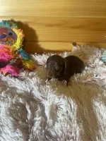 Delilah, a female Miniature Dachshund for sale in Crossville, TN – 2 of 7
