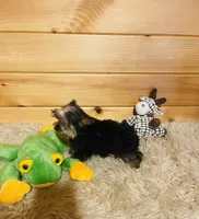 Howie, a male Yorkshire Terrier for sale in Crossville, TN – 6 of 8