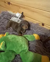 Dagger, a male Miniature Dachshund for sale in Crossville, TN – 4 of 7