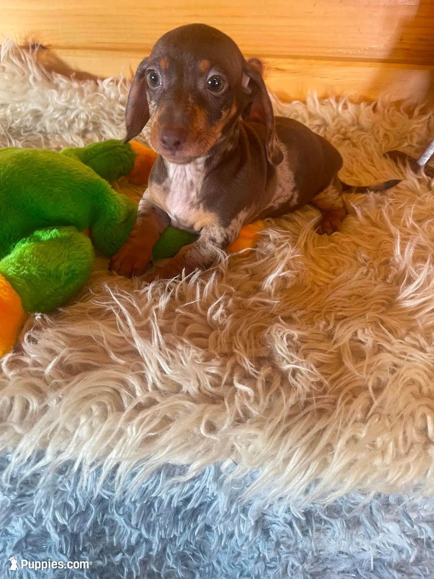 Radar , a male Miniature Dachshund for sale in Crossville, TN – Photo 6 of 8