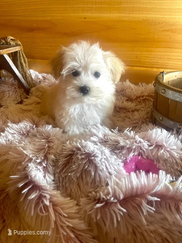 Penelope – Morkie puppy for sale in Crossville, TN