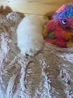 Molly, a female Maltipoo for sale in Crossville, TN – 7 of 7
