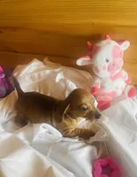 Dee, a female Miniature Dachshund for sale in Crossville, TN – Photo 2 of 5