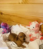 Dee, a female Miniature Dachshund for sale in Crossville, TN – Photo 3 of 5