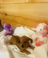 Dee, a female Miniature Dachshund for sale in Crossville, TN – Photo 4 of 5