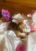 Dee, a female Miniature Dachshund for sale in Crossville, TN – Photo 1 of 5