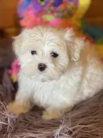 Heidi, a female Maltese and Mal Shi for sale in Crossville, TN – 3 of 6