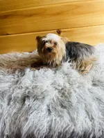 Soju, a female Yorkshire Terrier for sale in Crossville, TN – 2 of 3
